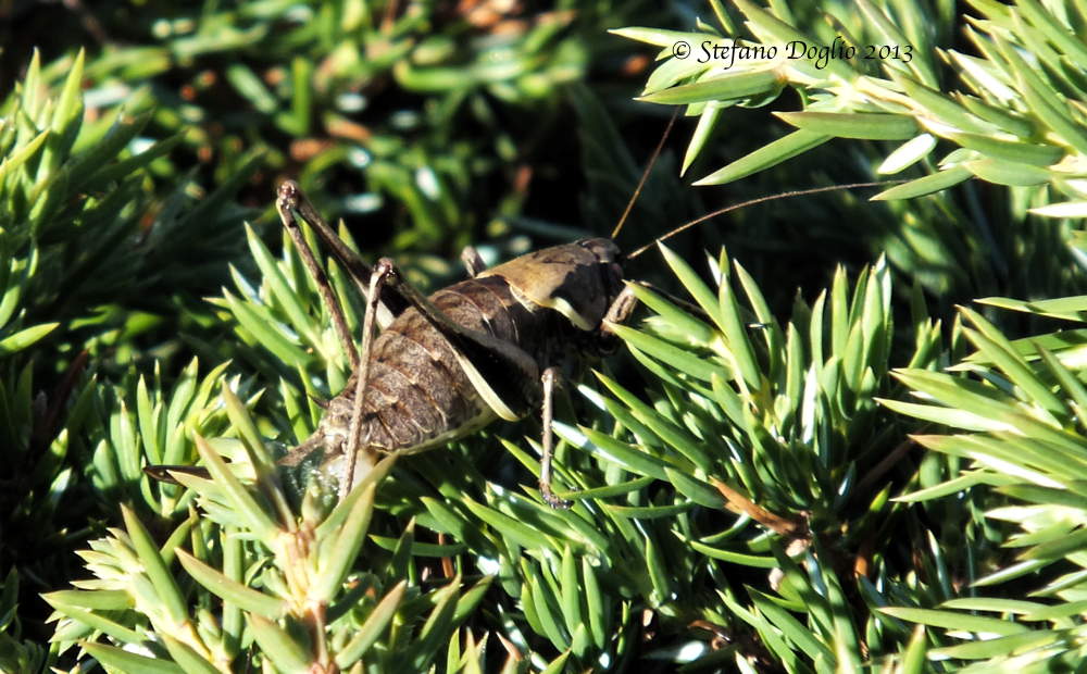 ortotteri al colle di Tenda (Alpi Marittime)